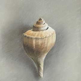 Shell by Bryan Leister | 14 inches  X 17 inches  | Pastel on Paper