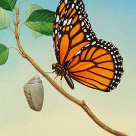 Monarch by Bryan Leister | 8 inches  X 9 inches  | oil on board
